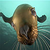 play Cute Seal Puzzle