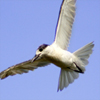 play Dream Puzzle-5