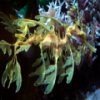 play Leafy Sea Dragon Jigsaw