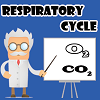 play Respiratory Cycle