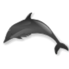 play Dolphin Jigsaw