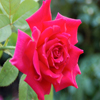 play Jigsaw: One Rose