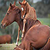 play Horse Family Puzzle