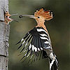 play Woodpecker Family Slide Puzzle