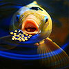 play Hungry Yellow Fish Slide Puzzle