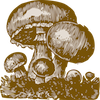 play Mushrooms Jigsaw