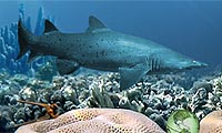 play Secrets Of The Deep