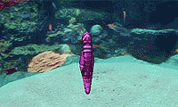 play Seahorse Roundup