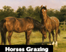 play Horses Grazing Jigsaw Puzzle