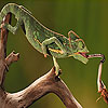 play Long Tongue Chameleon Puzzle