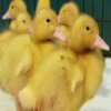 play Cute Duckling Jigsaw