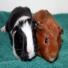 play Guinea Pigs Jigsaw