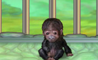 play Funky Monkey