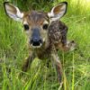 play Baby Fawn Jigsaw