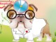 play Dr.Bulldog'S Pets Hospital