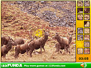 play Hidden Spots Animals