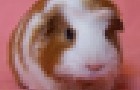 play Speedy Hamster