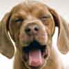 play Anjing Puzzles
