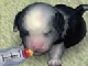 play Virtual Puppy