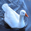 play Jigsaw: Swimming Goose