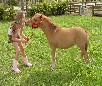 play Miniature Horse