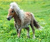 play Cool Pony Jigsaw