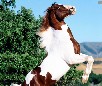play Horse Jump Jigsaw Picture