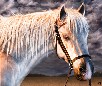 play Small Image Of The White Horse