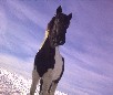 play Little Horse In Snow Jigsaw