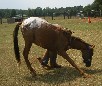 play Training Horse Jigsaw Puzzle