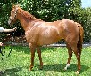 play Horse In Training