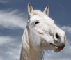 play Horse Cloud Jigsaw Puzzle