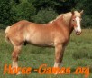 play Breyer Horse Puzzle