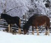 play Horse Tack Snapshot Of