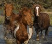 play Ponies Running In Water