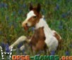 play American Paint Horse Lovers