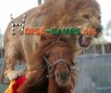 play Lion Riding On Horse