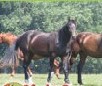 play Horse And Pony Puzzle