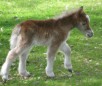 play Cute Foal Puzzle
