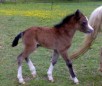 play One Day Old Foal