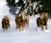 play Snow Horses