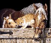 play Horse Jigsaw Puzzle 5