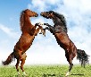 play Two Horses Jigsaw