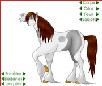 play French Horse Designer