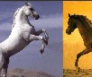 play Horse Painter
