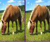 play Horses Differences