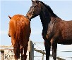 play Horses Puzzle