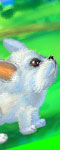play My Rabbit