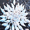 play Big Swan Family Puzzle