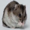 play Hamster Jigsaw